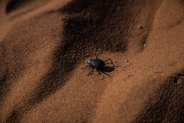 Desert Beetle Namibia