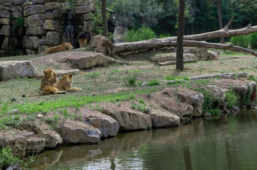 Lion couple and their children in nature