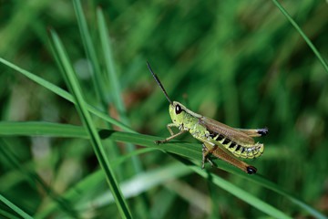 Grasshopper