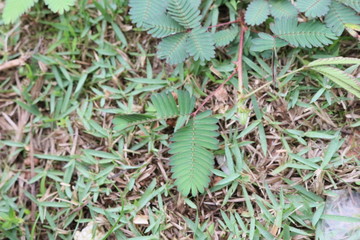 NATUREZA