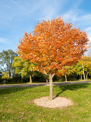 Overview of orange tree in autumn
