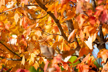 Orange tree in full autumn colors in the sun