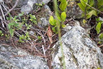 Everglades National Park - Loop Rh