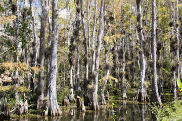 Fototapeta premium Everglades National Park - Loop Rh