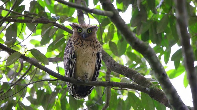 Buffy fish owl (Ketupa ketupu) also known as Malay fish owl, high angle view, front shot, perching on the branch of densely foliaged trees in daytime in tropical moist forest, southern of Thailand.