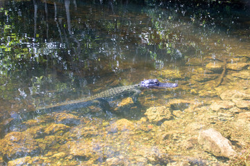 Everglades National Park - Loop Rh