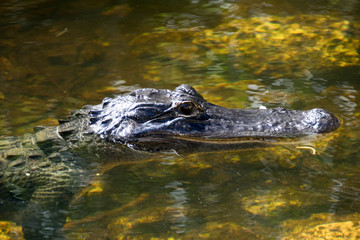 Everglades National Park - Loop Rh