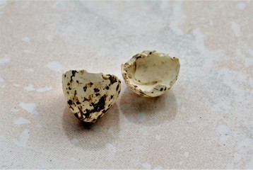 a hatched swallow egg