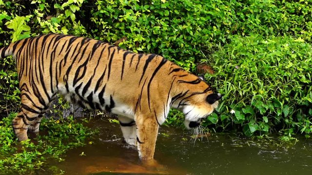 slow-motion of bengal tiger playing water in pond
