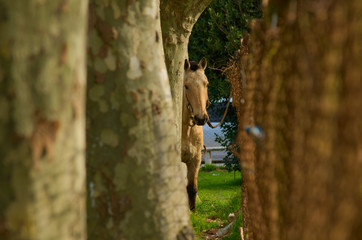 horse looking through the trees