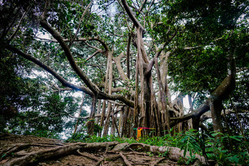 The largest Banyan tree in the world is found in Thailand, located inside the Ramkhamhaeng National Park Khaoluang.