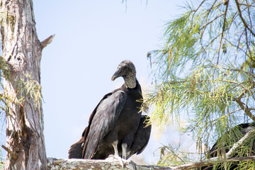 Everglades National Park - Loop Rh