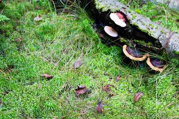 The trunk of a tree lies on the grass on it grows a mushroom. Autumn forest background.