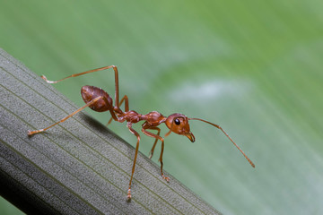 Red ant Oecophylla smaragdina. Action of ant on a tree 