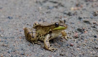 Speckled frog on the ground, close up