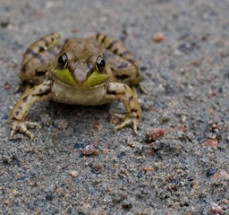Close up of a speckled frog on the ground