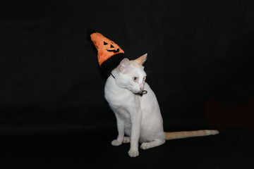 White cat with orange and black color of halloween hat on dark background.