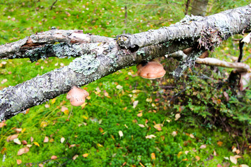Mushrooms grow on the trunk of a broken tree.