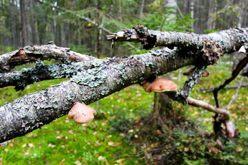 Fototapeta premium Mushrooms grow on the trunk of a broken tree.