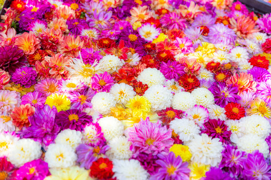 一面のダリア　花の絨毯