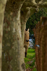 horse looking through the trees