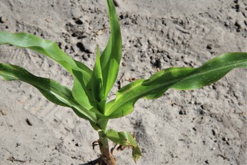 Lone corn stalk