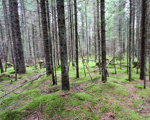 Trunks of trees without foliage. Autumn gloomy forest background.