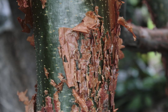 Mulato Tree Mulato Images – Browse 891 Stock Photos, Vectors, and Video | Adobe Stock