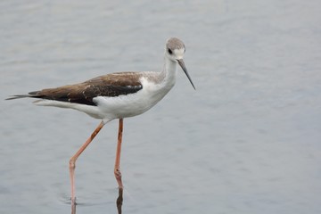 Long-legged booby (Himantopus himantopus) in Taiwan.