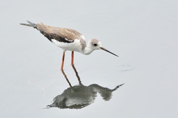 Long-legged booby (Himantopus himantopus) in Taiwan.