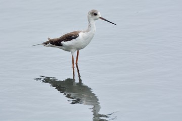 Long-legged booby (Himantopus himantopus) in Taiwan.