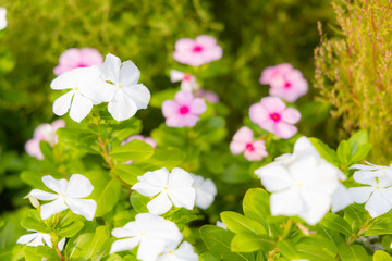 花壇　ガーデニング