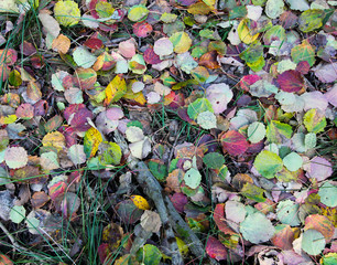 Autumn colored leaves lie on the ground.