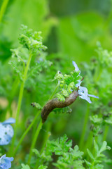 Grey field slug, Deroceras reticulatum feeding on plant