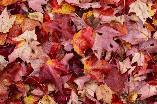 Background picture of vibrant red maple leaves