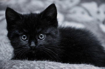 black kitten at home, black and white picture