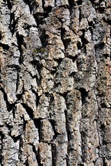 old oak bark