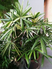 Tropical palm tree for garden decoration
