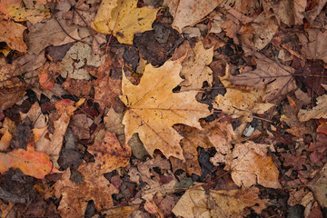 Maple leaf in Fall foliage.
