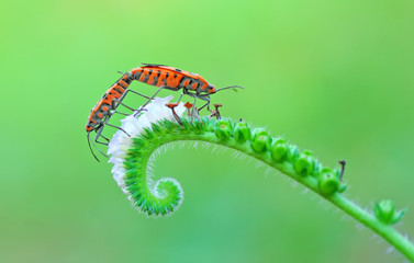 Dysdercus cingulatus 