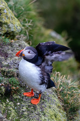 Atlantic Puffin in Iceland