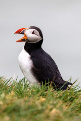 Atlantic Puffin in Iceland
