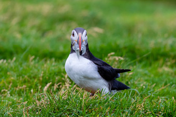 Atlantic Puffin in Iceland