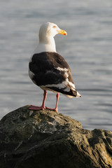 Bird of Pacific gull standing on rocky seashore of Pacific Ocean and looks around. Wildlife, wild animals living on shore of Pacific Coast of Russian Far East. Kamchatka Peninsula, Avacha Bay.