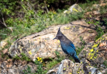 Stellar Jay in the rocky mountain national park colorado