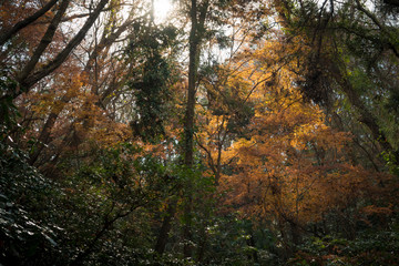  Autumn forest