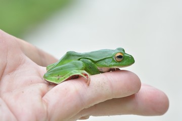 Moltrecht's tree frog(Rhacophorus moltrechti)、