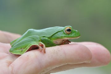 Moltrecht's tree frog(Rhacophorus moltrechti)、