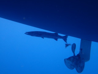 Baracuda and propeller  © Capt. Scott H Sexton