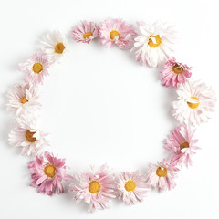 round flower frame. composition pink chrysanthemums on a white background.minimal concept, flat lay, square frame